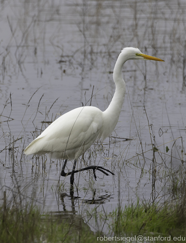 lagunita